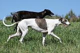 GREYHOUND 031